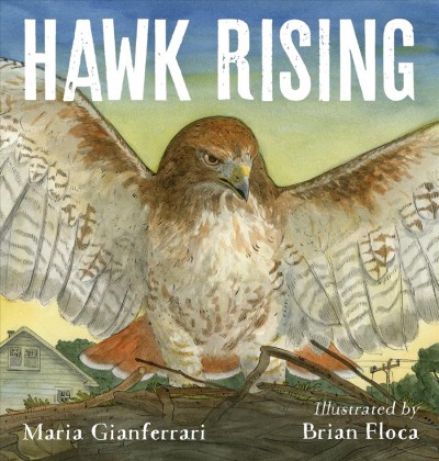 Hawk rising / Maria Gianferrari ; pictures by Brian Floca.